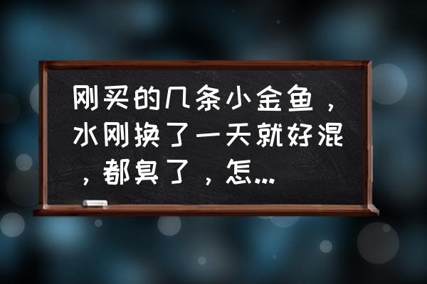 金鱼为什么养两天水就变臭 刚买的几条小金鱼，水刚换了一天就好混，都臭了，怎么回事啊？有办法解决么？