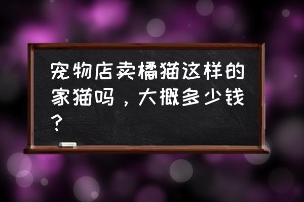 吉林市正规猫舍橘猫多少钱 宠物店卖橘猫这样的家猫吗，大概多少钱？