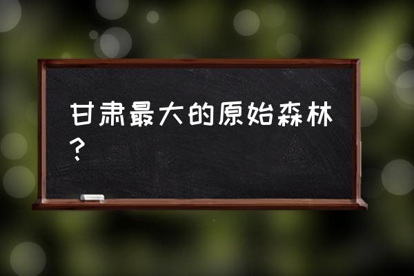 中国哪里有原始森林可以旅游的 甘肃最大的原始森林？