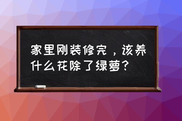 新买的车有什么装饰 家里刚装修完，该养什么花除了绿萝？